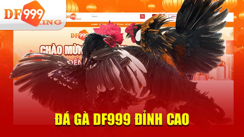 Đá gà DF999