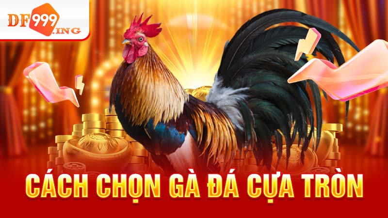 đá gà cựa tròn