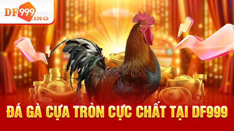 đá gà cựa tròn