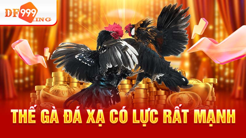 Thế gà đá xạ là gì